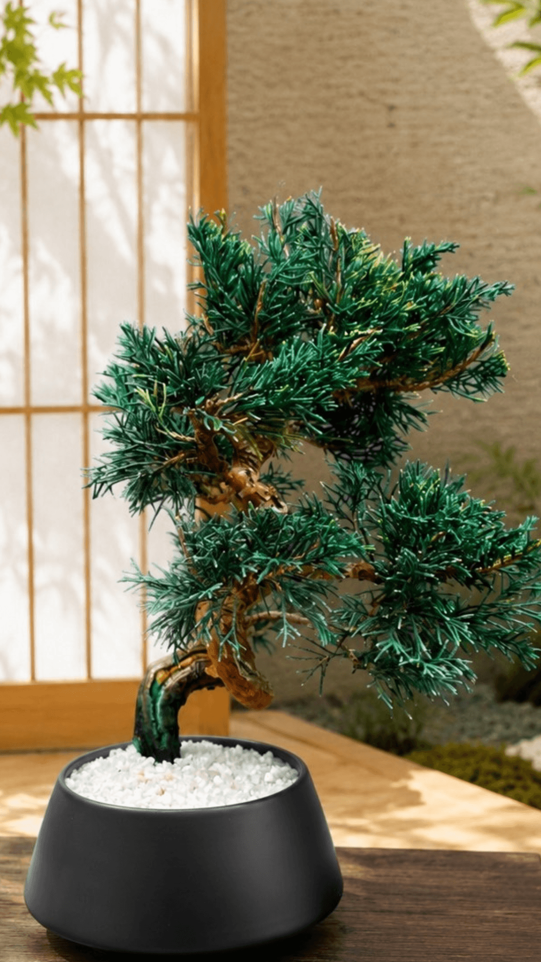 Authentic Japanese preserved bonsai — natural green